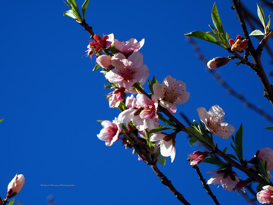 Winter Peach Blossoms #2 Photograph by Richard Thomas