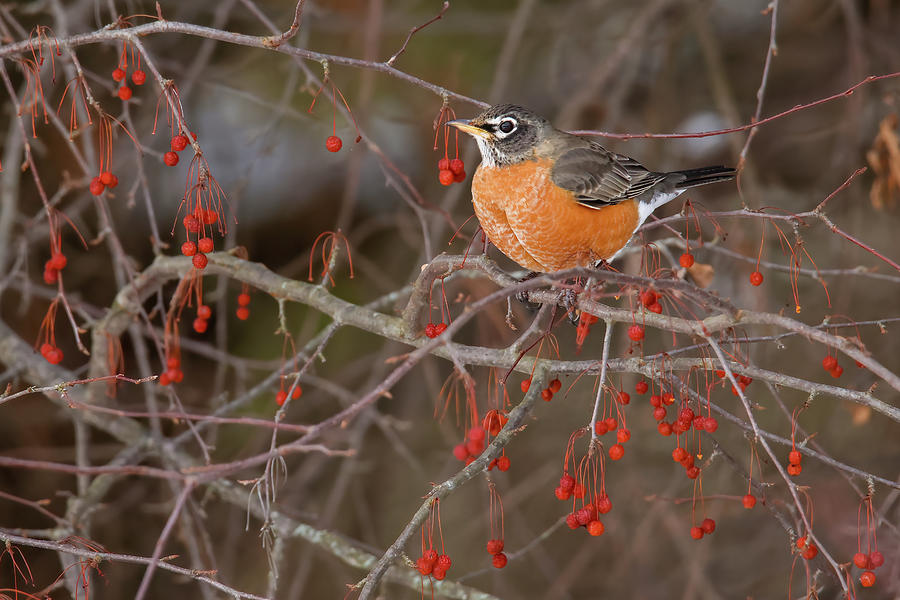 Winter Robin #2 Photograph by Brook Burling