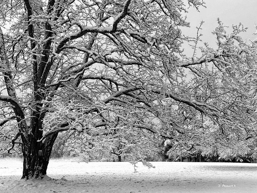 Winter Solitude #2 Photograph by Jerry Abbott Winter Solitude #2 Photograph by Jerry Abbott
