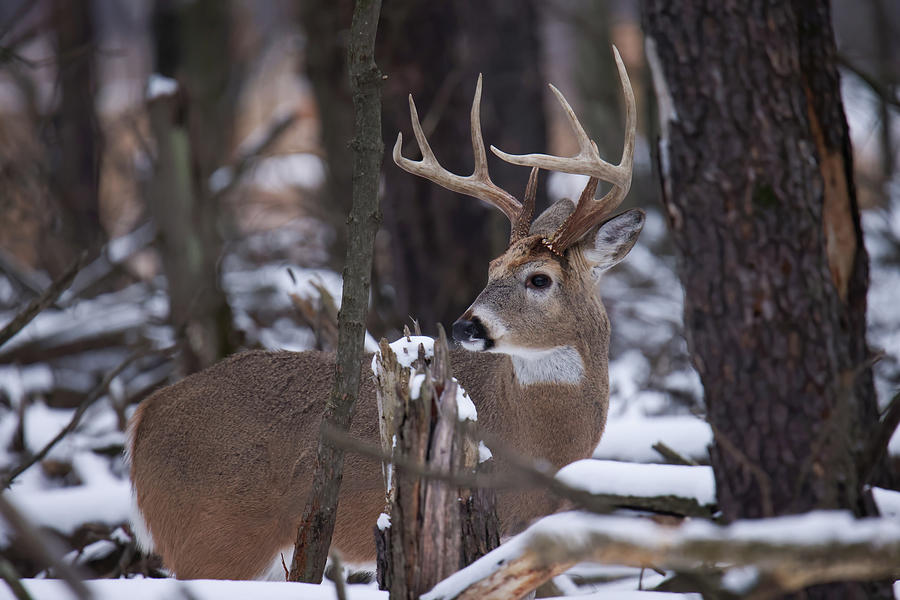 Winter Whitetail Buck #2 Photograph by Brook Burling
