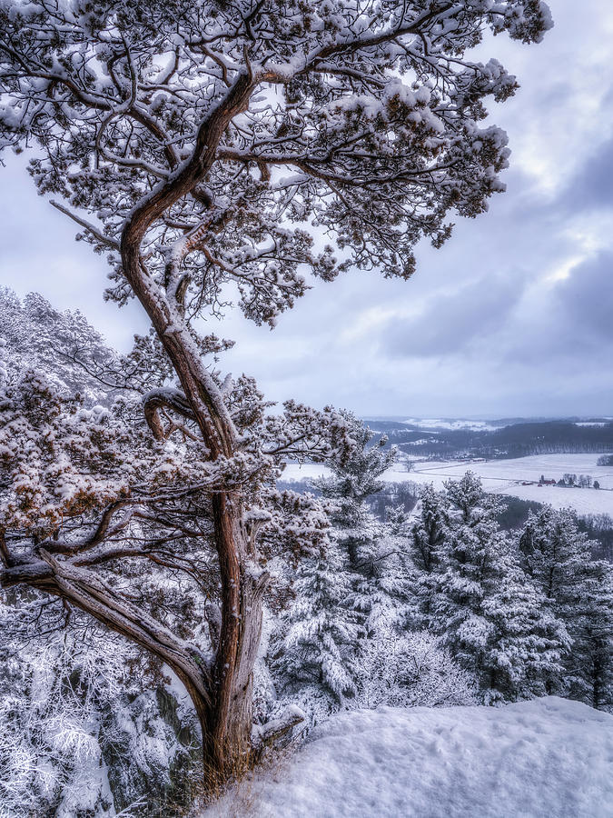 Winter Wonderland Photograph by Brad Bellisle