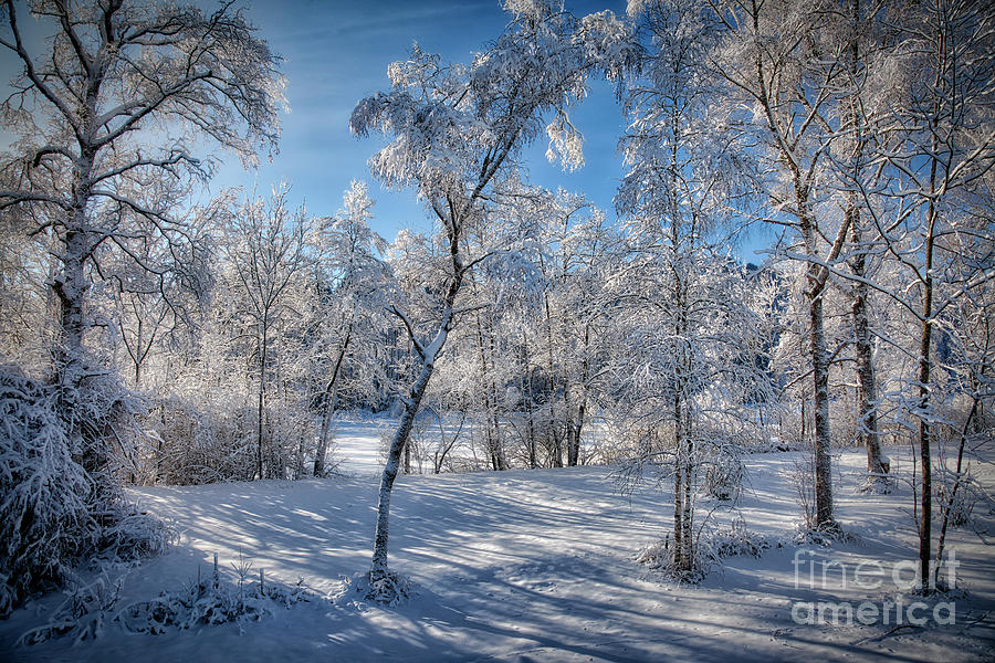 Winter Wonderland #2 Photograph by Edmund Nagele FRPS