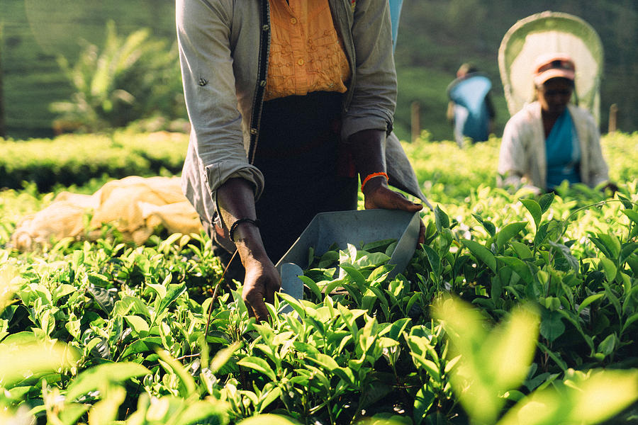 Woman picking tea in Sri Lanka #2 Photograph by Oleh_Slobodeniuk