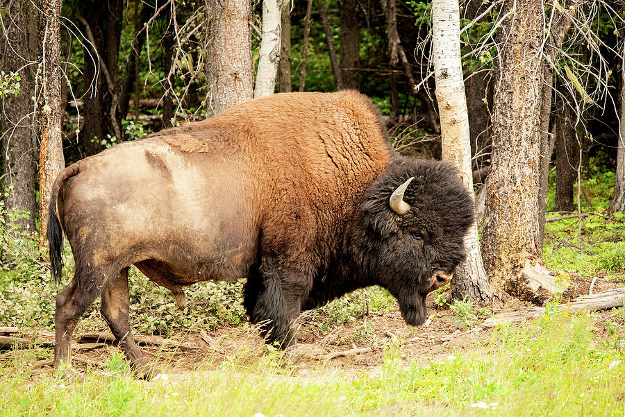 Wood Bison #2 Photograph by Robert Libby