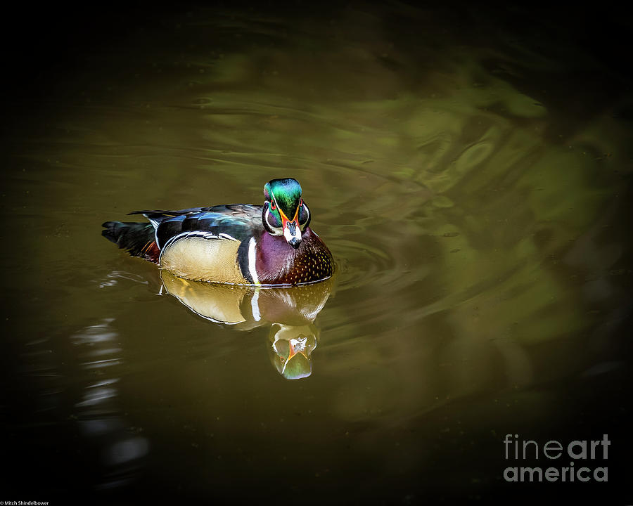 Wood Duck Drake Portrait #2 Photograph by Mitch Shindelbower