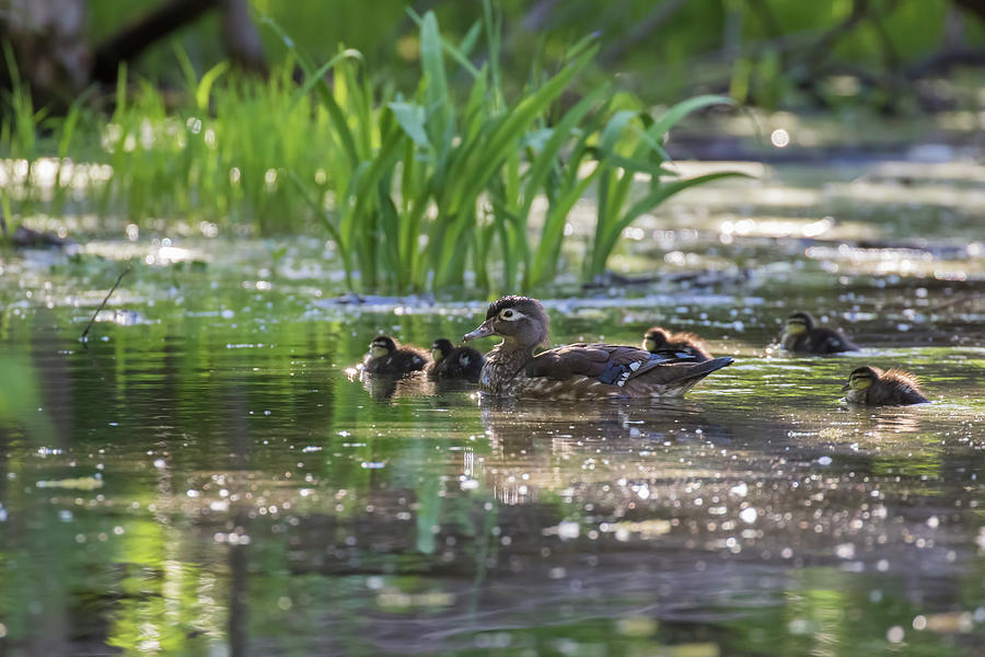 Wood Duck Family #2 Photograph by Mircea Costina Photography