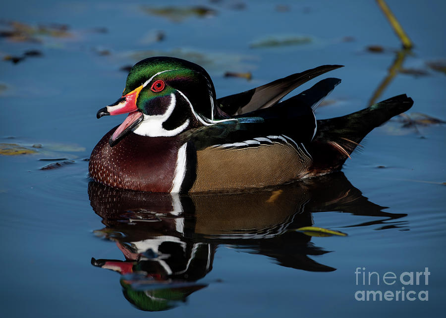 Wood Duck by Katie Joya Wood Duck by Katie Joya