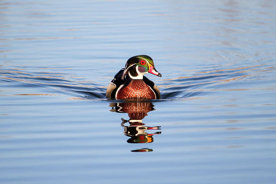 Wood Duck Reflection #2 Photograph by Brook Burling