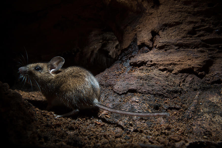 Wood Mouse (Apodemus sylvaticus) #2 Photograph by DamianKuzdak