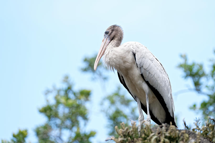 Wood Stork #2 Photograph by Colin Hocking