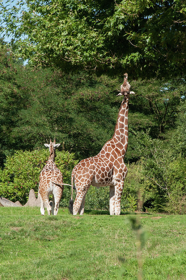 Woodland Park Zoo Giraffe Digital Art by Carol Ailles - Fine Art America