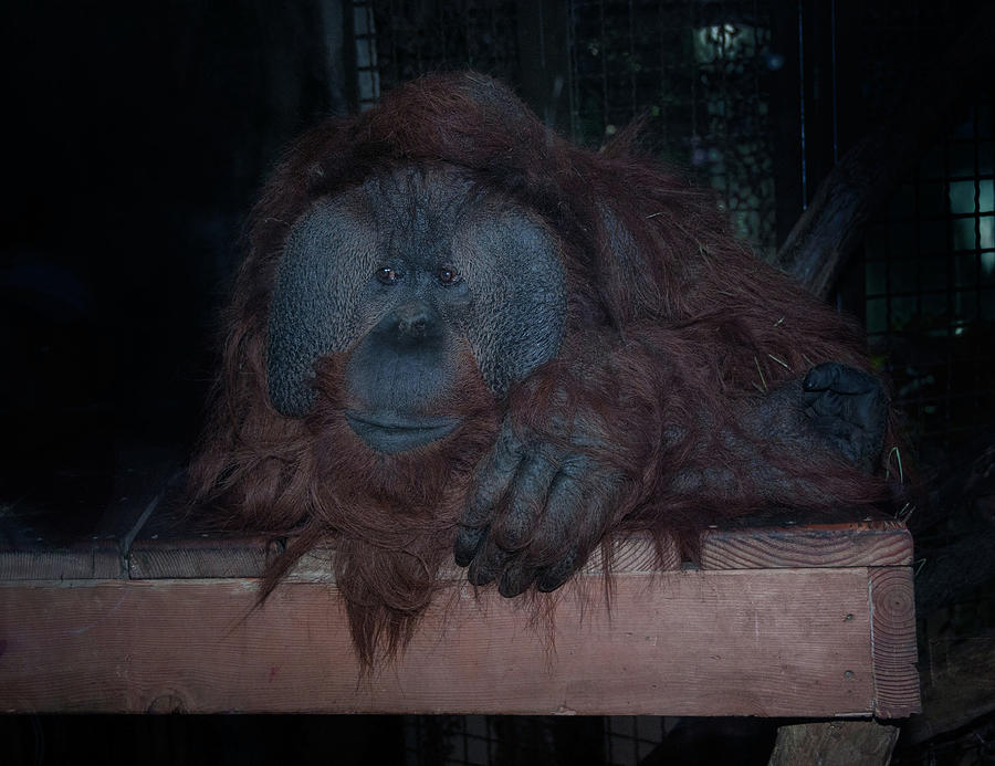 Woodland Zoo Orangutan Digital Art