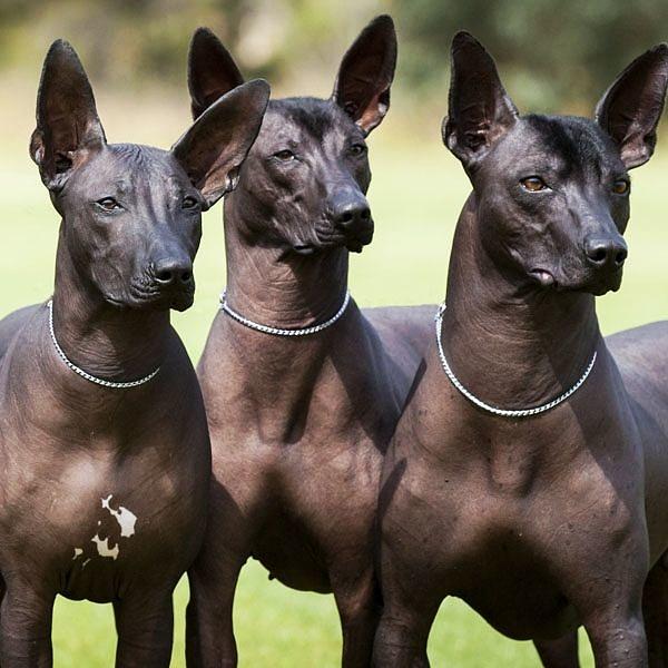 Xolo Anubus Breed In Ancient Mexico Hairless Dog Digital Art by Marie