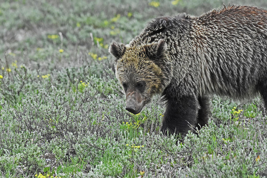 Grizzlies Cub Toddler Tee