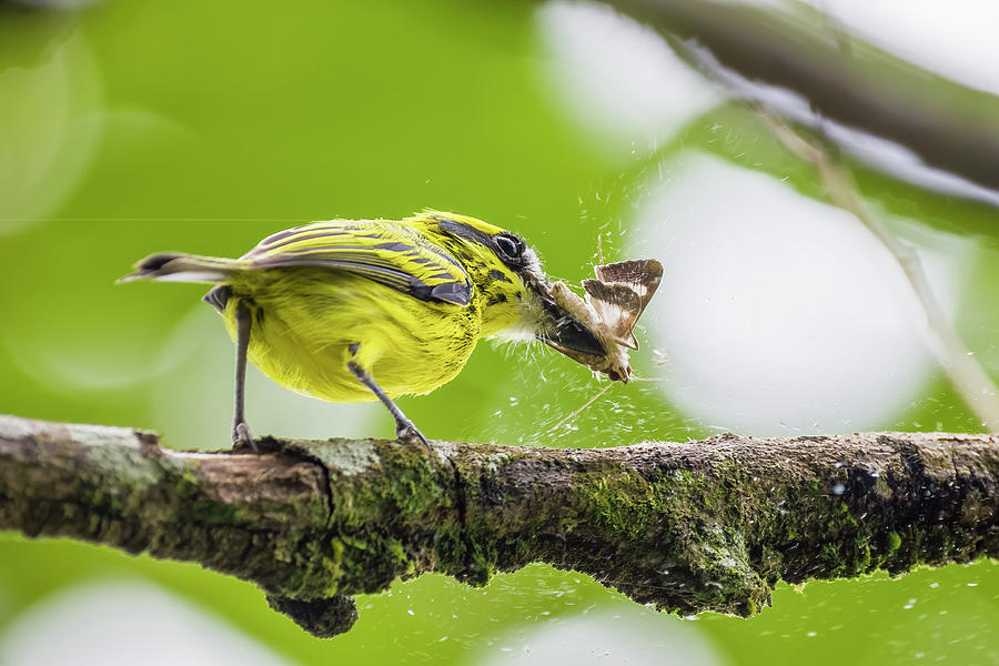 Yellow Browed Tody Flycatcher Resguardos de Paz Paujil Caqueta Colombia #2 Photograph by Adam Rainoff