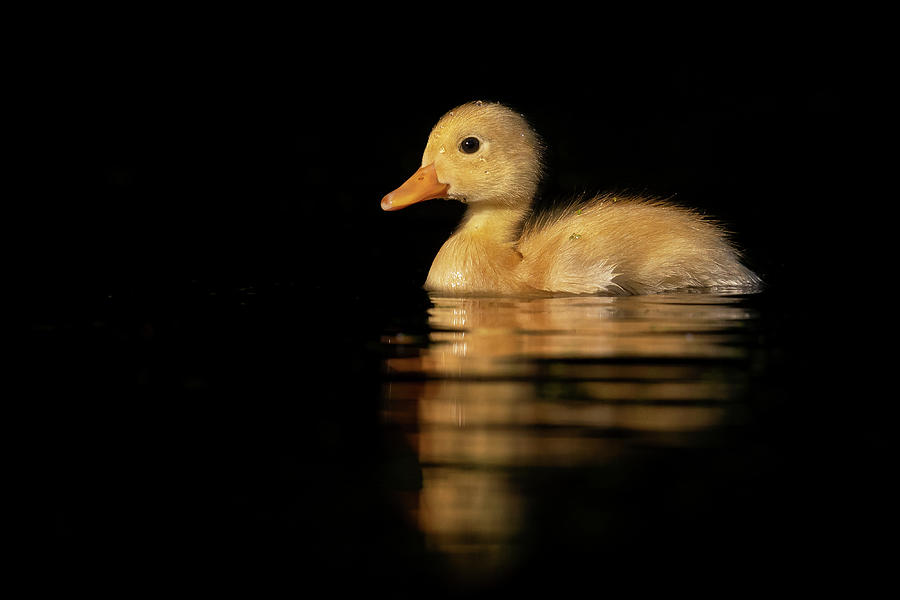 Duck Photograph - Yellow Duckling #2 by Roeselien Raimond