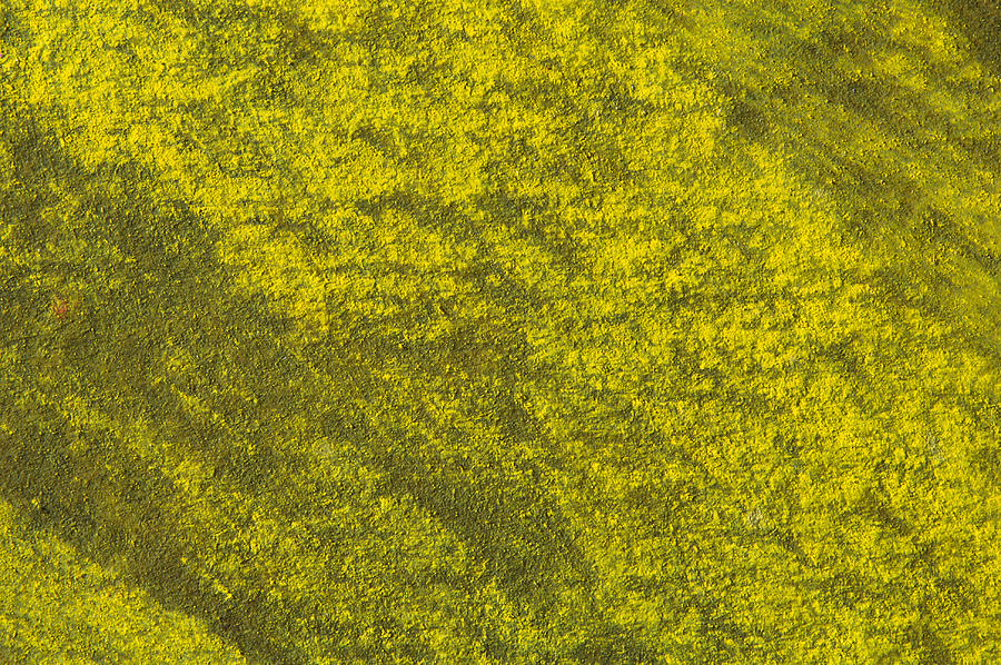 Yellow-Green Background #2 Drawing by Brad Bealmear