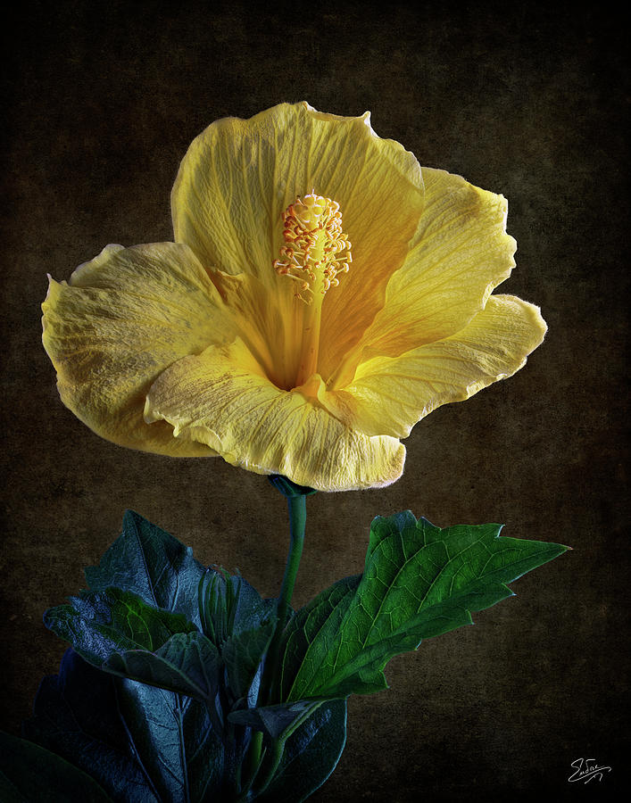Yellow Hibiscus 2 #2 Photograph by Endre Balogh