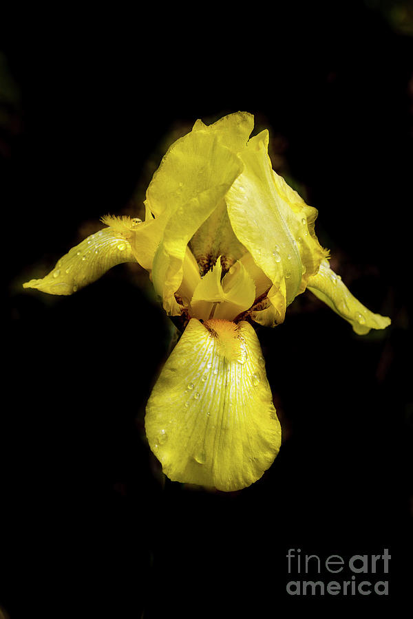 Yellow Iris #2 Photograph by Robert Bales