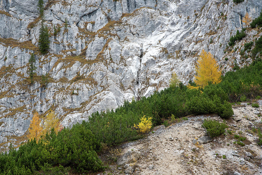 Yellow larches glowing on the edge of the rocky mountain. Dolomite Italy, Europe #3 Photograph by Michalakis Ppalis