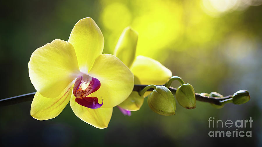 Yellow Orchid Flower Photograph by Raul Rodriguez
