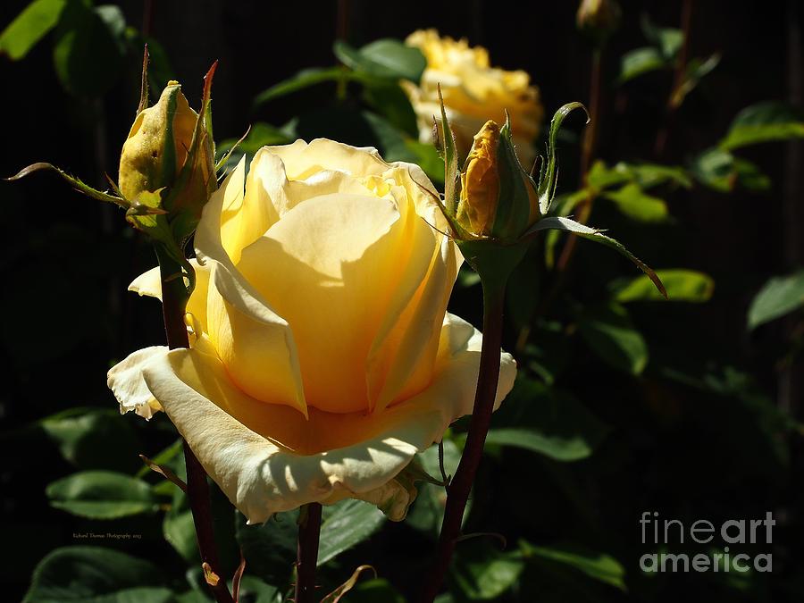 Yellow Rose  #2 Photograph by Richard Thomas
