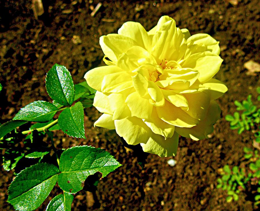 Yellow Rose #2 Photograph by Stephanie Moore