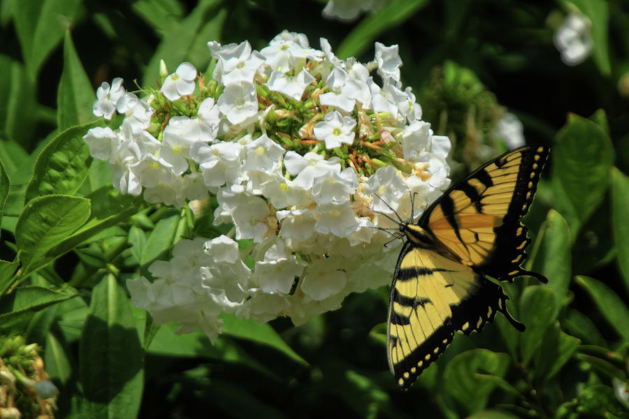 Yellow Swallowtail and Bloom #2 Photograph by George Taylor