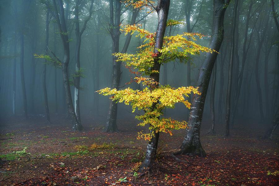 Yellow tree in foggy forest #2 Photograph by Toma Bonciu