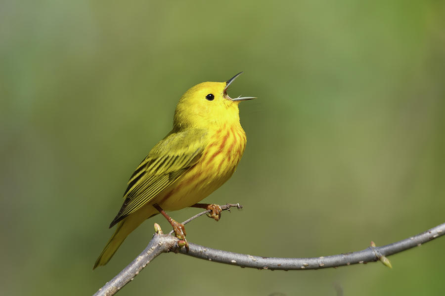 Yellow Warbler #2 Photograph by Ann Bridges
