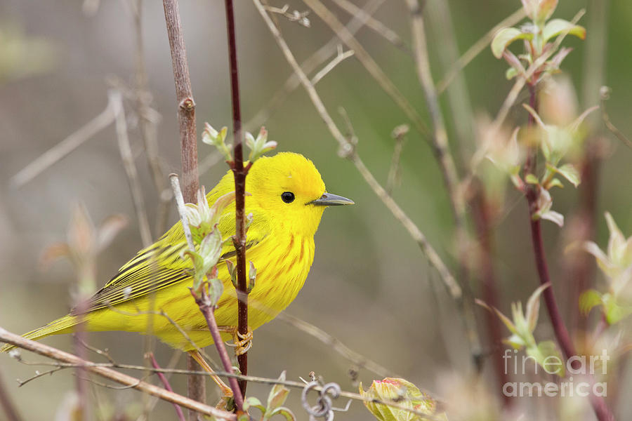 Yellow Warbler Series 3 Photograph by Jeannette Hunt