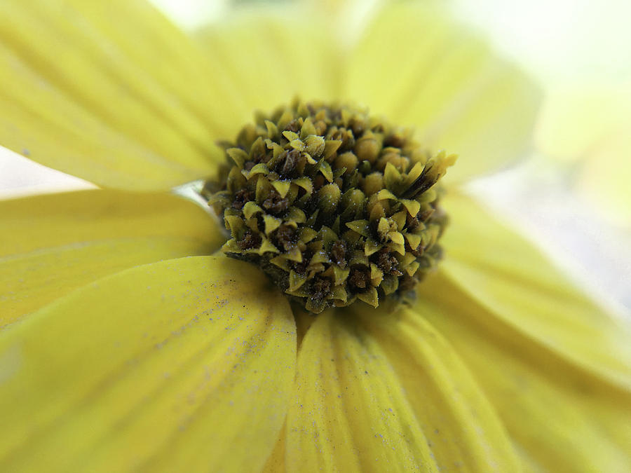 Yellow Wildflower Macro #2 Photograph by K Bradley Washburn