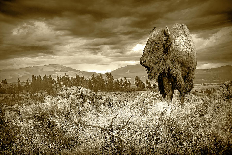 Yellowstone Bison in a Western National Park Landscape with Moun #2 Photograph by Randall Nyhof