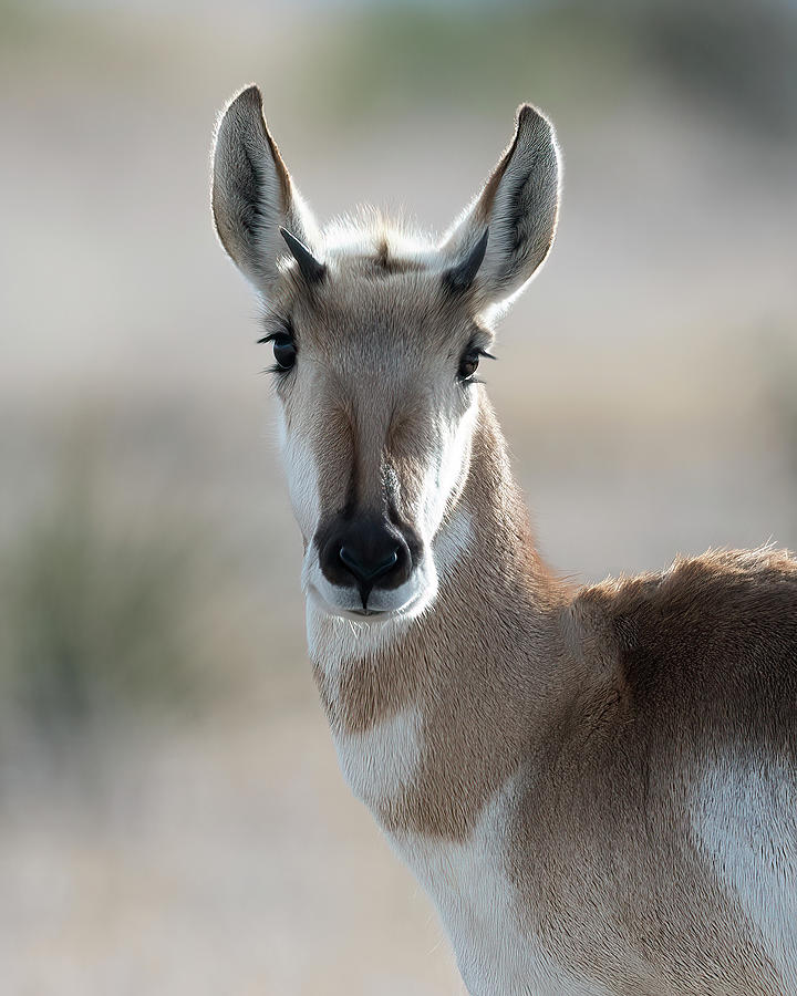 Young Antelope  #2 Photograph by Gary Langley