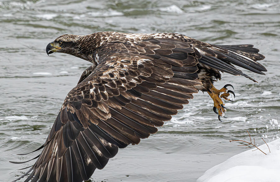 Young Bald Eagle #2 Photograph by Alan Moore Young Bald Eagle #2 Photograph by Alan Moore