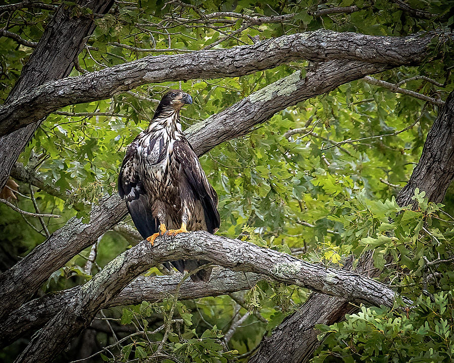 Young Bald Eagle #2 Photograph by Alan Raasch