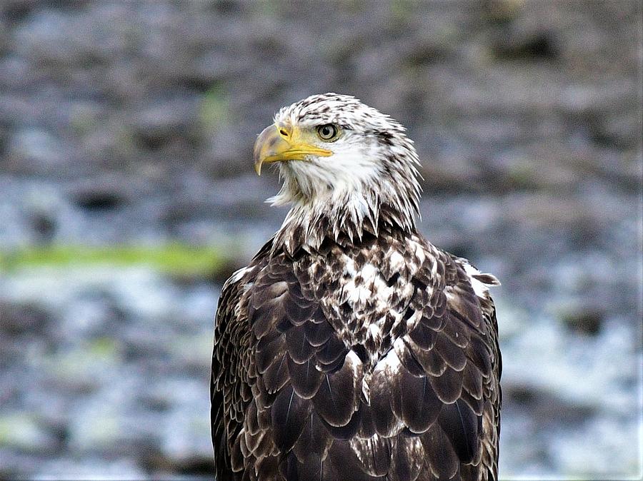 young bald eagle facts