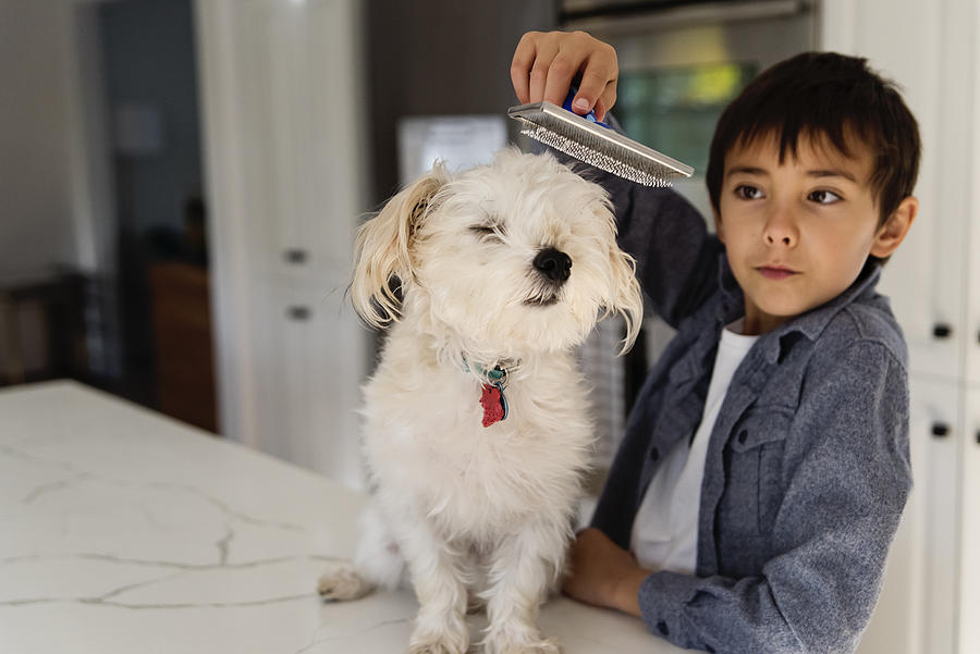 Young boy grooming morki dog on kitchen counter. #2 Photograph by Martinedoucet
