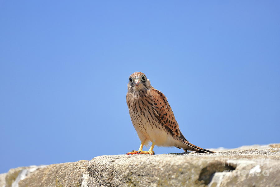 Young Falcon kestrel #2 Photograph by Frederic Bourrigaud