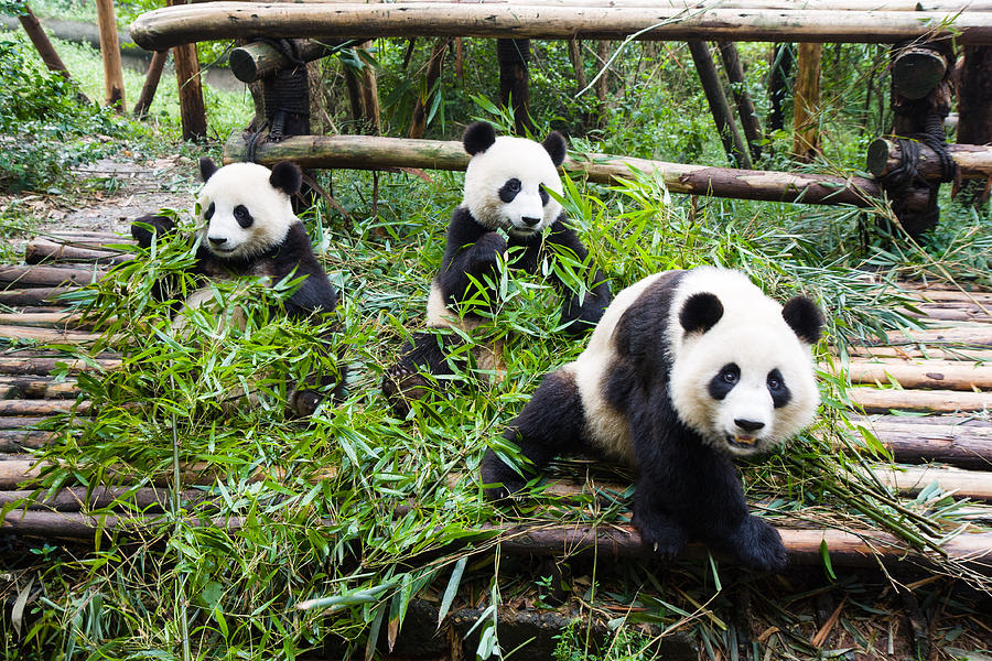 Young pandas eating bamboo, ChengDu, SiChuan, China #2 Photograph by Eric PHAN-KIM