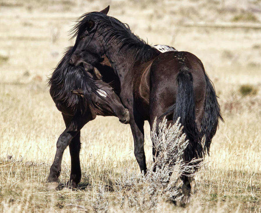 2 Young Wild Stallions Sparing Photograph by Waterdancer