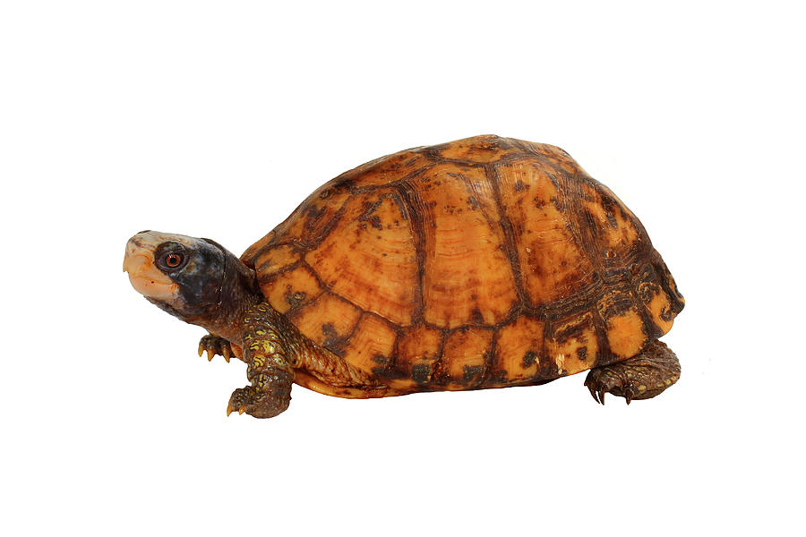 Yucatan Box turtle, White Background #3 Photograph by Michael Redmer ...