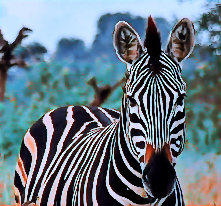 Zebra  #2 Photograph by Gini Moore
