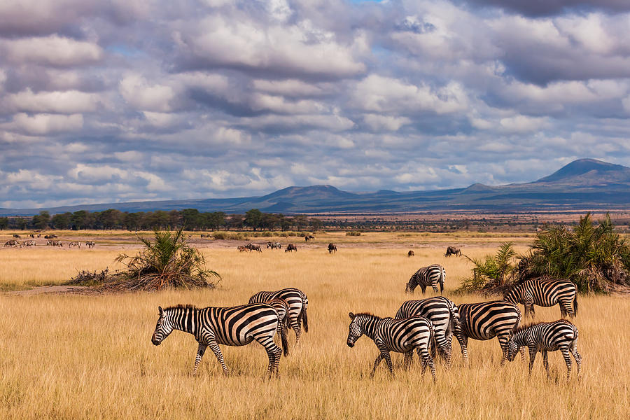 Zebras in the savannah, Amboseli, Kenya #2 Photograph by Anton Petrus
