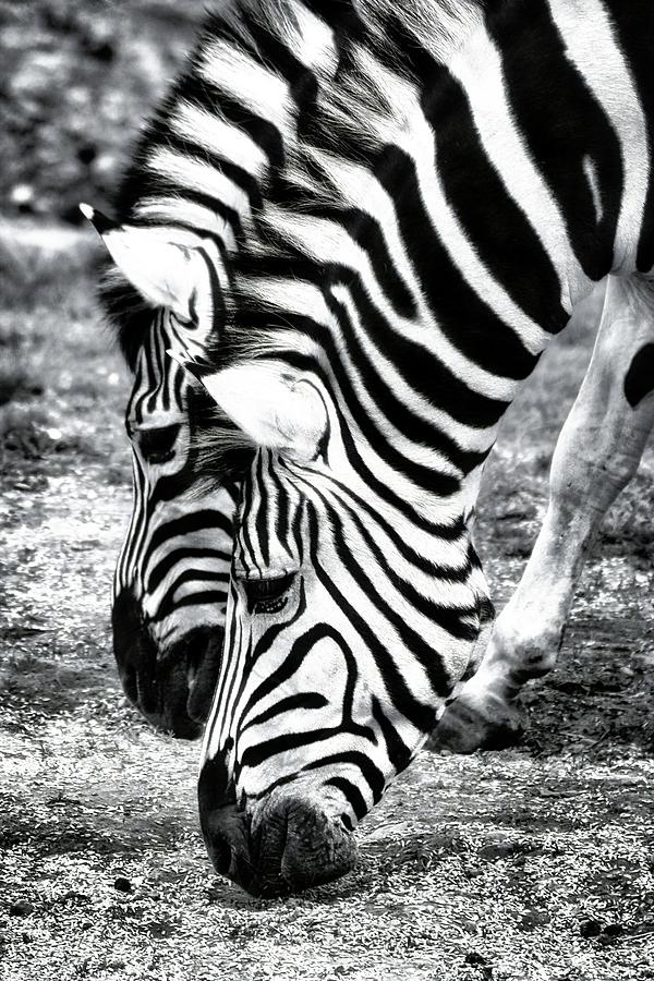 Zebras #2 Photograph by Robert Knight