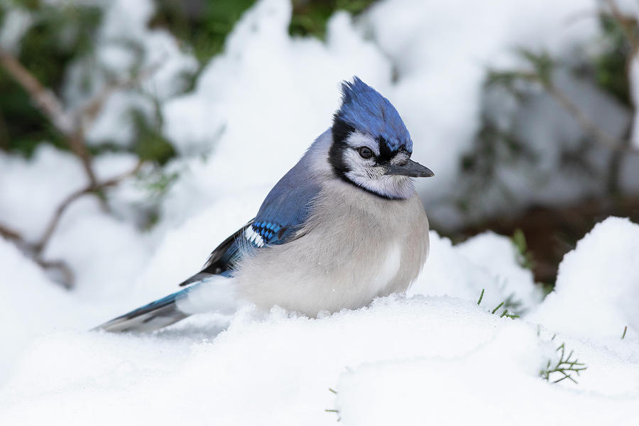 daybreak blue jay