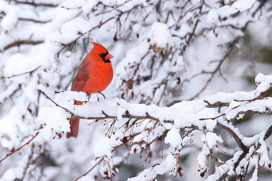 Cardinal #20 Photograph by Brook Burling