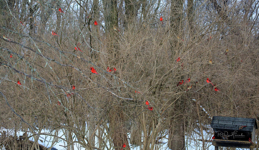 Cardinals Galore #20 Photograph by PJQandFriends Photography