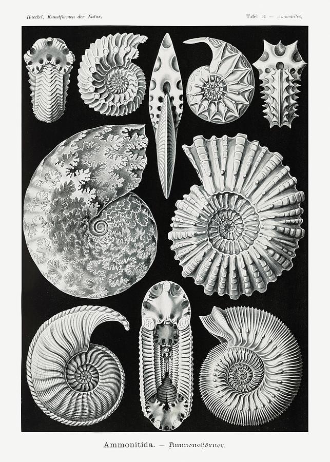 Ernst Haeckel - coral reef - sea life - shield animals Digital Art by ...