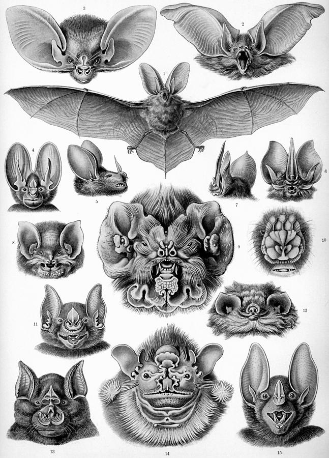 Ernst Haeckel Illustrations #20 Mixed Media by World Art Collective